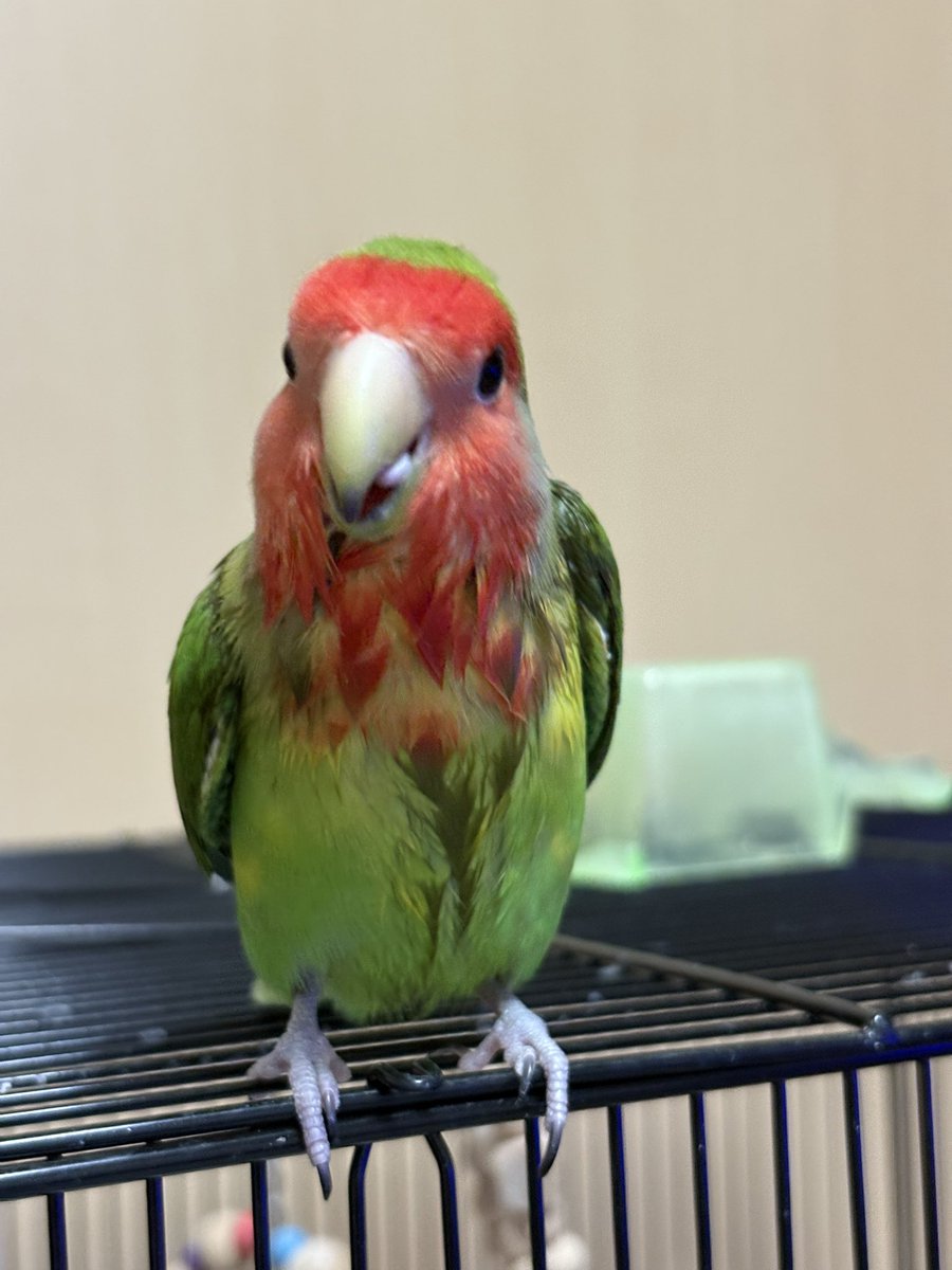 Azky3M's tweet photo. 水浴び後と若干ブレたテヘペロ
#コザクラインコ https://t.co/MQE2yr8zss