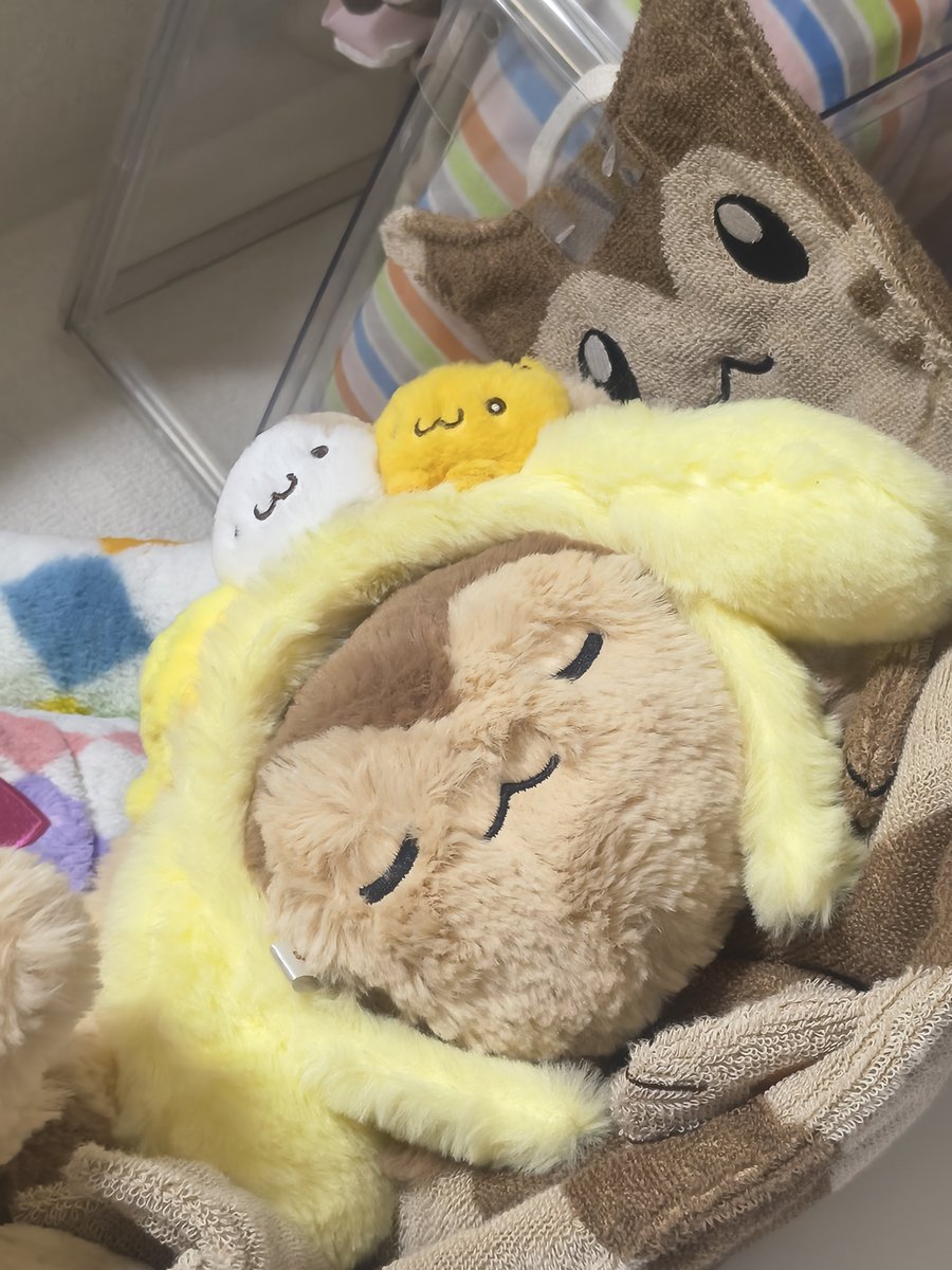 choco_chomi162's tweet photo. カチューシャ買うとこうなる https://t.co/ryEJZX1tDP