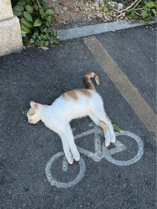 catnokuni's tweet photo. 近所の駐輪場で寝てた猫見て https://t.co/RIe1P2WTCl