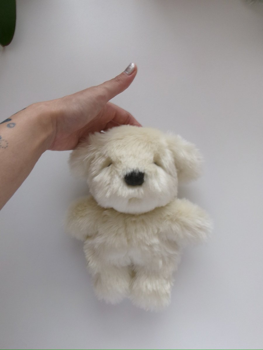 sobokoara's tweet photo. もっふもふふっわふわまっしろ🐶 https://t.co/GxLoq2elip