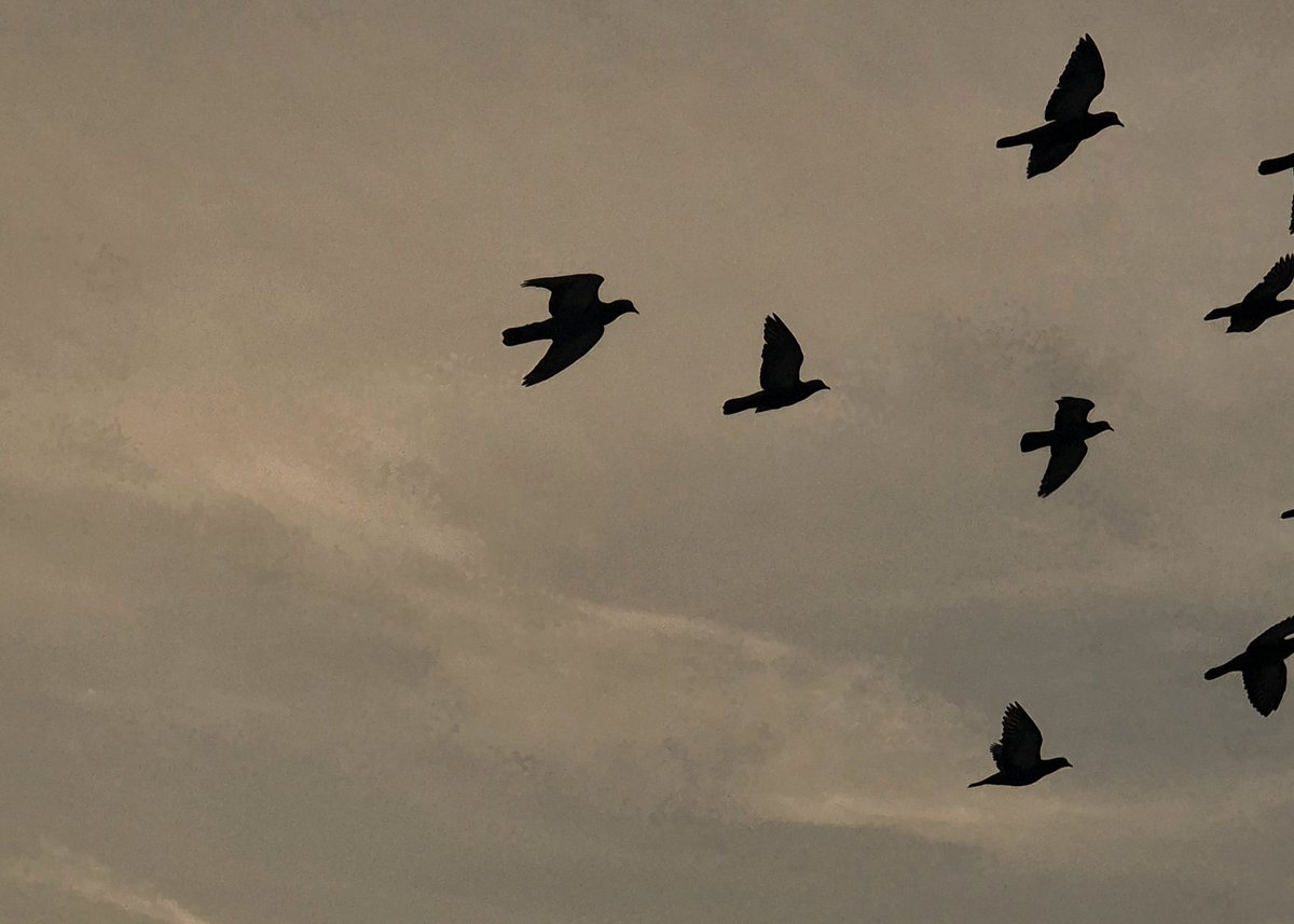 poohthebear0's tweet photo. gallery full of clouds and birds https://t.co/drBrdwaMIF