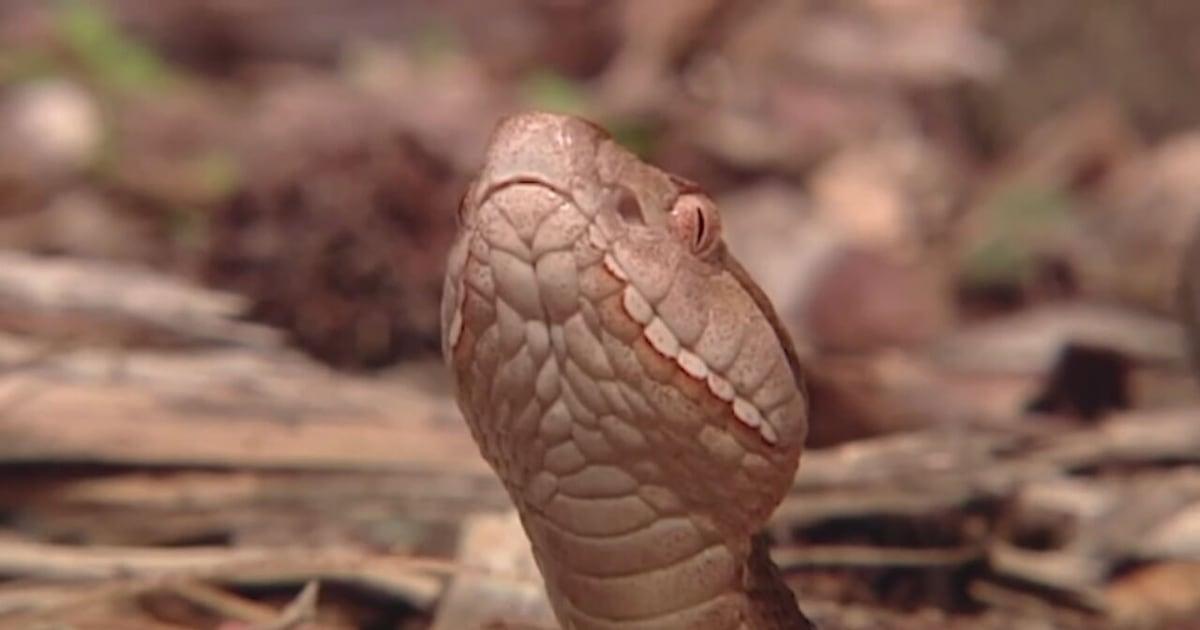 wsbtv's tweet photo. Snakes, squirrels cause Georgia school district to cancel classes for the rest of the week https://t.co/QtzKJZi80g https://t.co/fgkGVKG32z