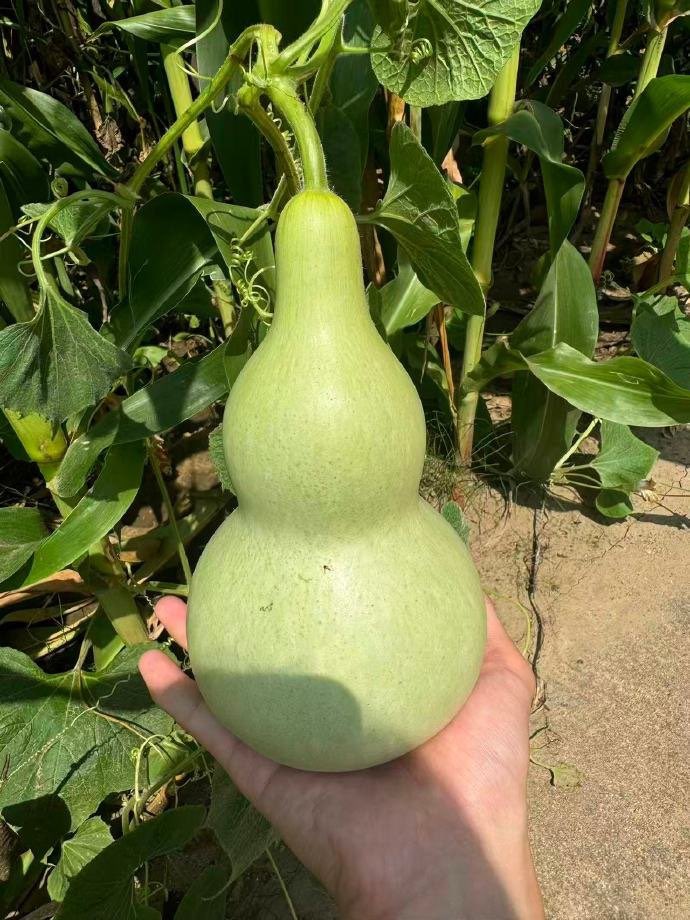 WenJunhuiMX's tweet photo. 060826 | 📸 Actualización de Jun en Instagram y Weibo: Jun y una calabaza https://t.co/EUyGVl9Hwt