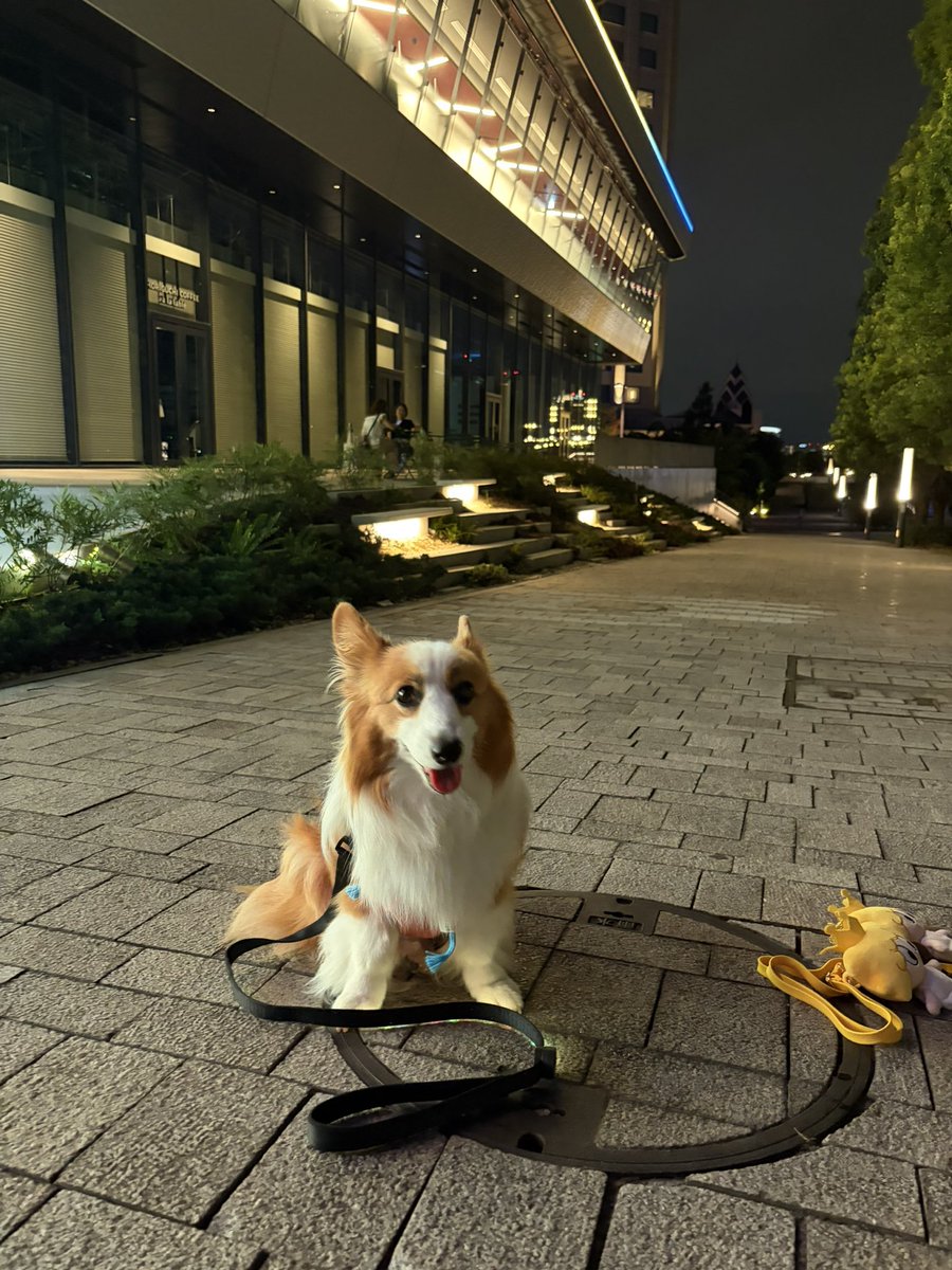 re_yuse's tweet photo. 公演の後は、お誘いしてもらって
いざえぐに！TJBBのみんなが来てくれて乾杯しながらガン見した😁
とてもとてもいい匂いでしたー！🤭
たくさんのFANTARO🌻に会えて
楽しいひとときでした☺️✨
そして！帰り際、こまちに遭遇！
可愛かったー💕💕
#居酒屋えぐざいる https://t.co/XppvjWB5lO