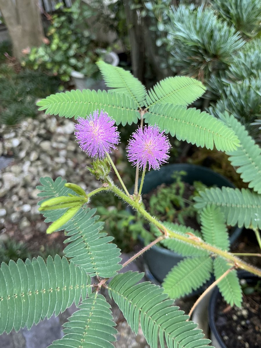 216biesukaw's tweet photo. 朝見たオジギソウと夕方に見たオシロイバナの花
オジギソウはタネから育てたよ🌱 https://t.co/ctrGPRfRzu