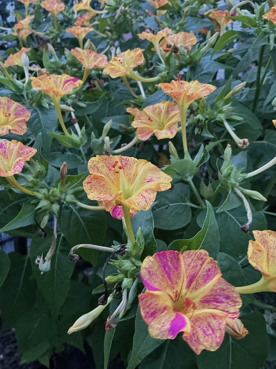 216biesukaw's tweet photo. 朝見たオジギソウと夕方に見たオシロイバナの花
オジギソウはタネから育てたよ🌱 https://t.co/ctrGPRfRzu