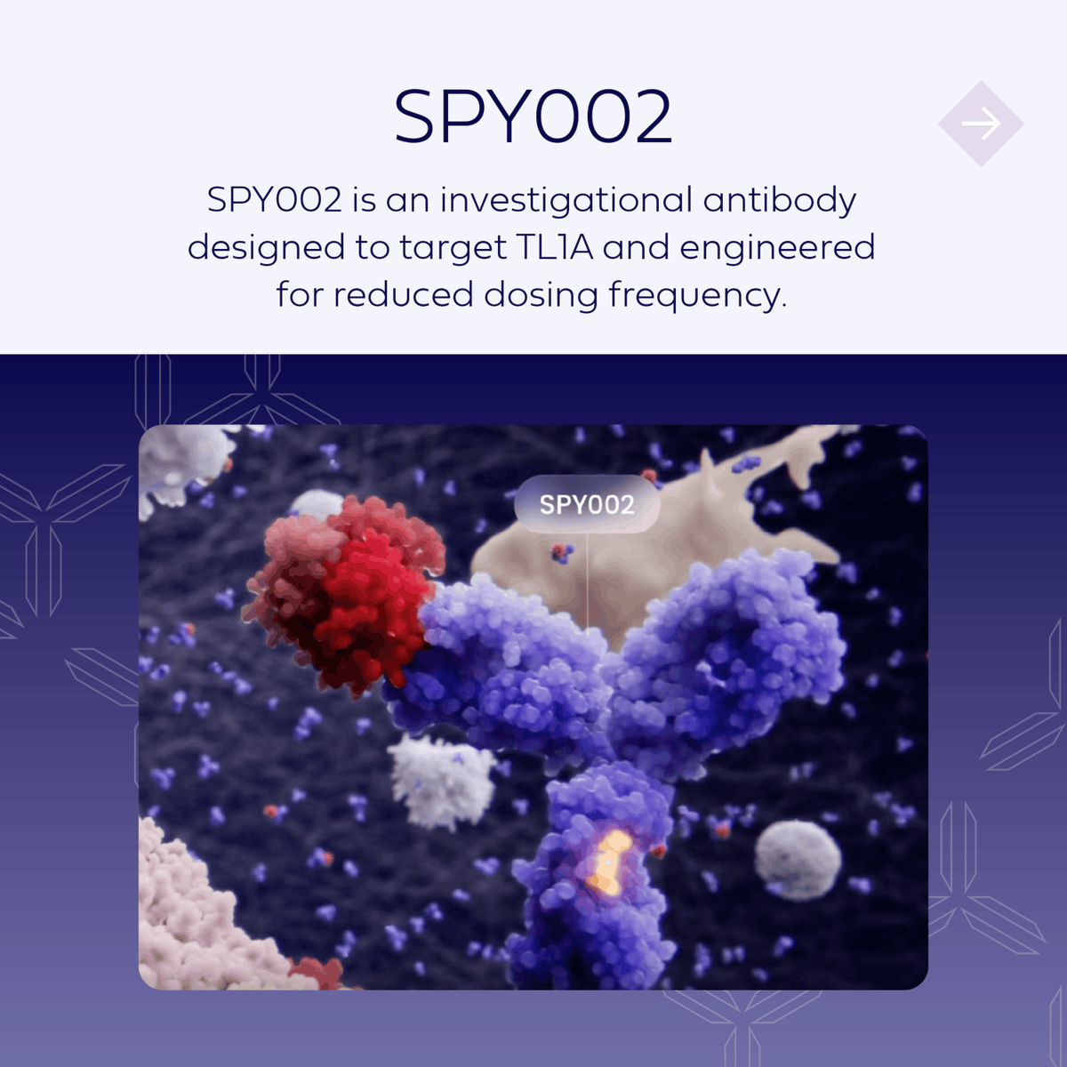 spyretx's tweet photo. TL1A plays a key role in activating immune cells &amp; driving persistent inflammation in #IBD. We are investigating SPY002, a novel, half-life extended investigational monoclonal antibody targeting TL1A for potential treatment of IBD. FLS: https://t.co/iGjmIeWQpd MoA: @visualscience https://t.co/M2o9Y8vzEU