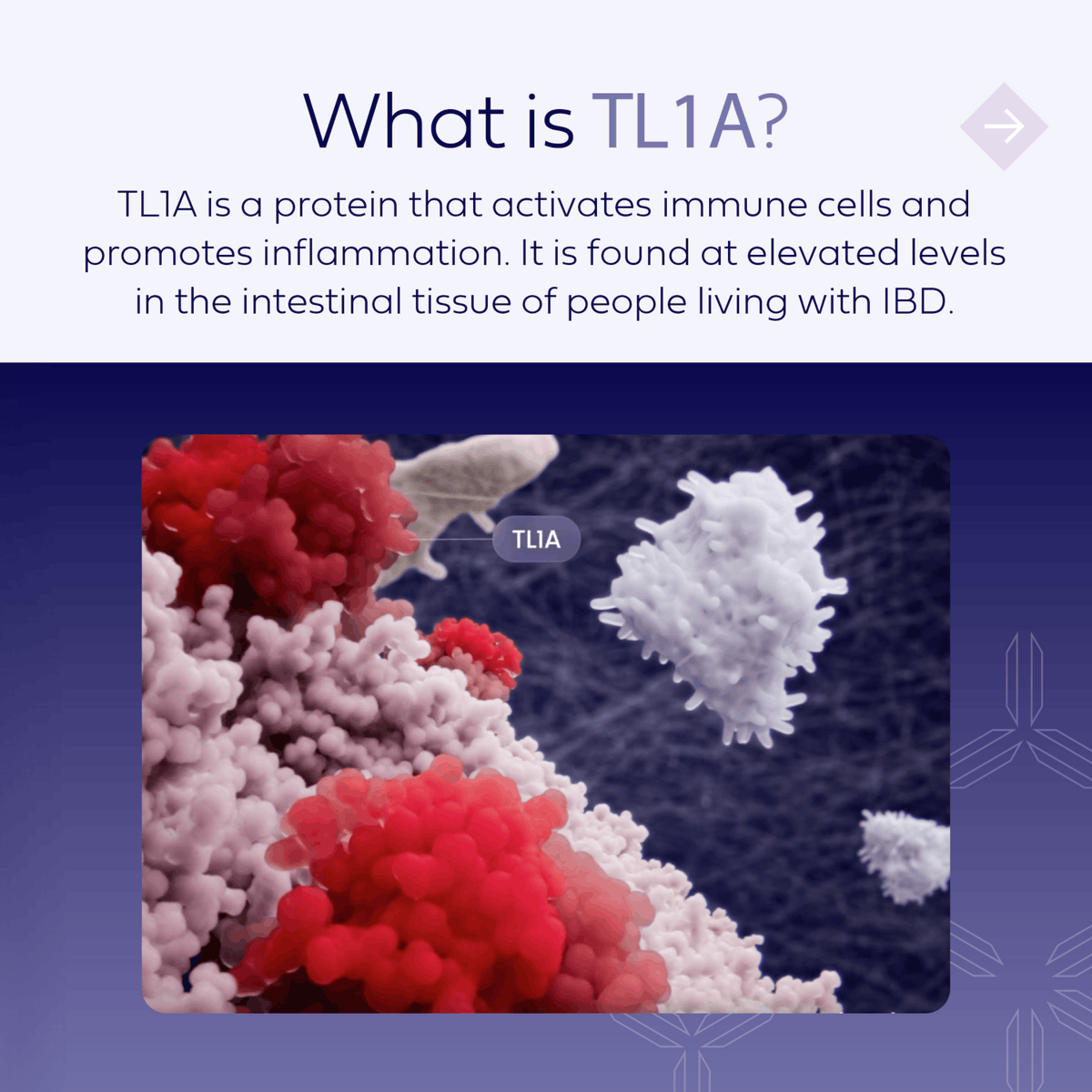 spyretx's tweet photo. TL1A plays a key role in activating immune cells &amp; driving persistent inflammation in #IBD. We are investigating SPY002, a novel, half-life extended investigational monoclonal antibody targeting TL1A for potential treatment of IBD. FLS: https://t.co/iGjmIeWQpd MoA: @visualscience https://t.co/M2o9Y8vzEU