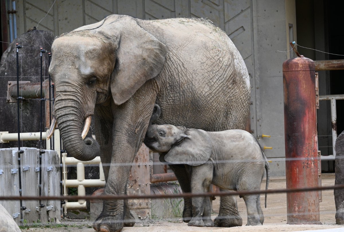 kurutu6's tweet photo. ミルクタイム🍼
王子🐘👑💕

📷️2026.5  #安佐動物公園
#マルミミゾウ　#メイ　#アオ https://t.co/PZ2Ml2qFLP