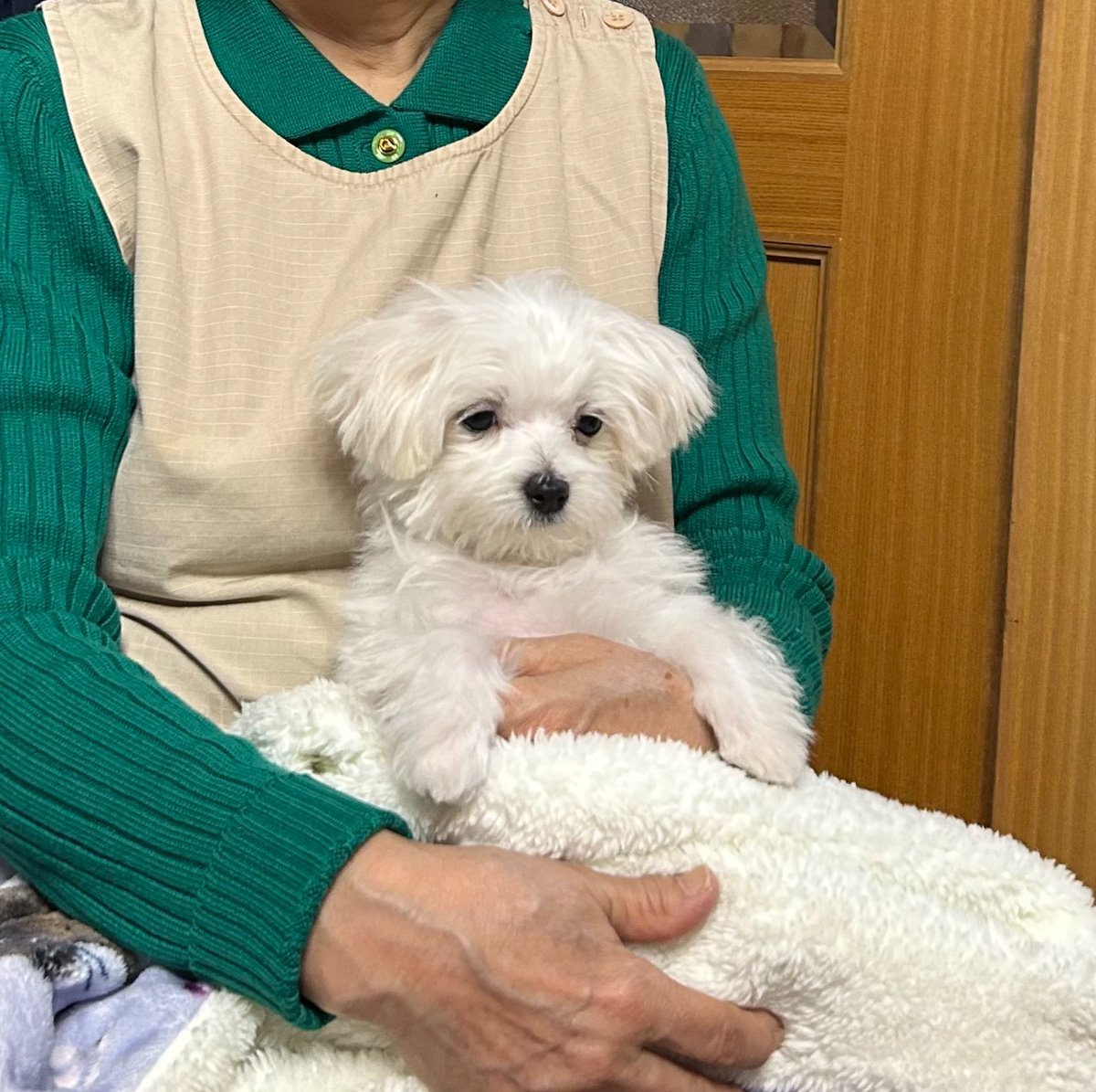 hotahota__te's tweet photo. 子犬の時、おばあちゃんの抱っこで全てを諦めた顔してた https://t.co/ZJZPMdflRO