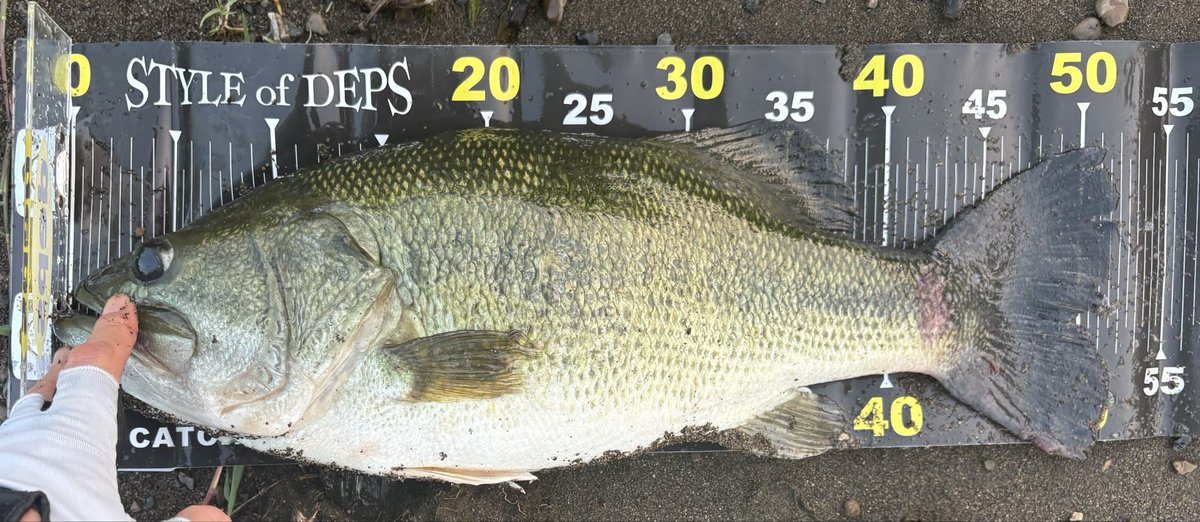 BASSbgp's tweet photo. やっと今年のバス釣り開幕しました😅
7/22 51cm/2.425kg
         61cm/4.140kg
7/23 琵琶湖大鯰　70以下測定せず
7/27 クランカー木村艇にて遊魚
　　　小バス少々
8/4 58cm/3.460kg←トップで豪快に出た！
         小バス

毎回魚に触れていて嬉しいです☺️
スポーニングとアフターやりたかったなぁ https://t.co/y6IFymLB1x
