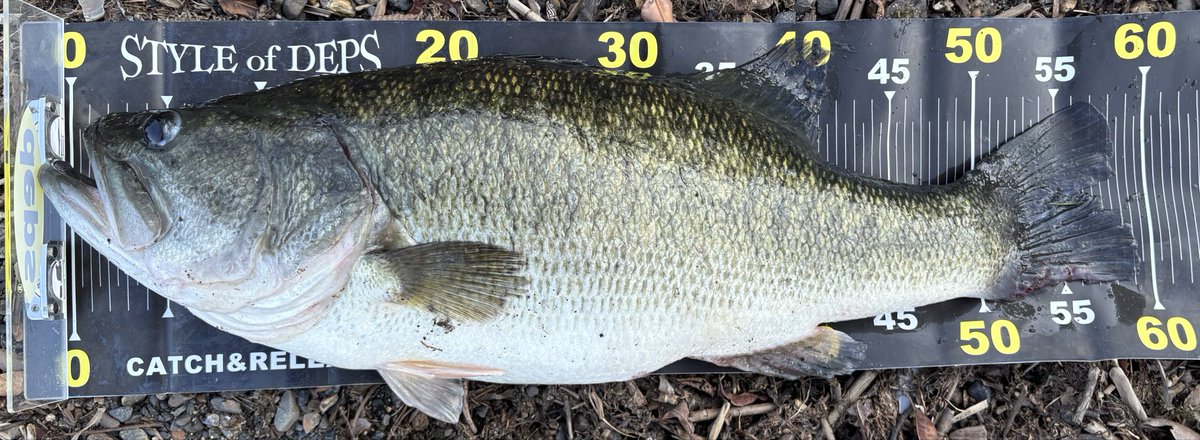 BASSbgp's tweet photo. やっと今年のバス釣り開幕しました😅
7/22 51cm/2.425kg
         61cm/4.140kg
7/23 琵琶湖大鯰　70以下測定せず
7/27 クランカー木村艇にて遊魚
　　　小バス少々
8/4 58cm/3.460kg←トップで豪快に出た！
         小バス

毎回魚に触れていて嬉しいです☺️
スポーニングとアフターやりたかったなぁ https://t.co/y6IFymLB1x