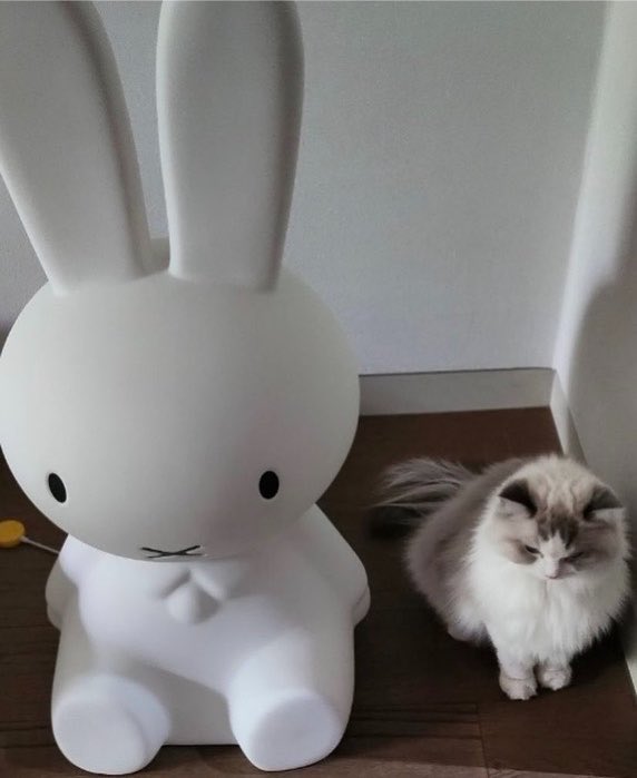 ljnsbff's tweet photo. jaemin x miffy https://t.co/np37vt44V3