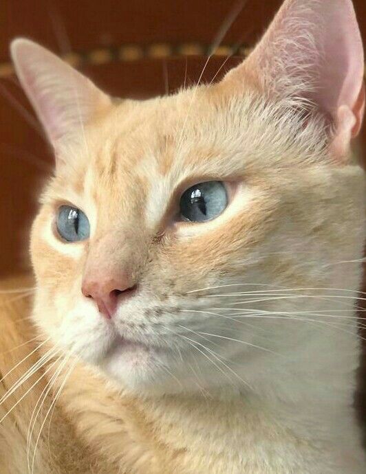 BlkHeart_z's tweet photo. Ginger cat https://t.co/OqQscwfxo2