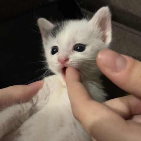 cat_umm's tweet photo. https://t.co/PVN91cy2j8