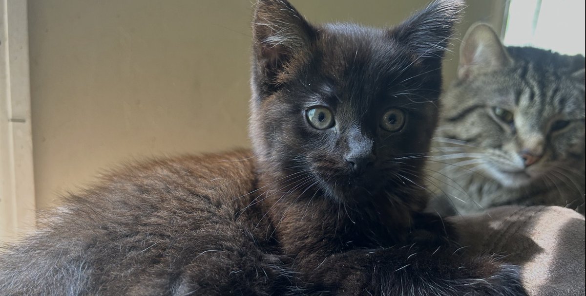 nicholaslee137's tweet photo. @Matt_Pinner This little fucker’s name is Space. https://t.co/8emeIMeFES
