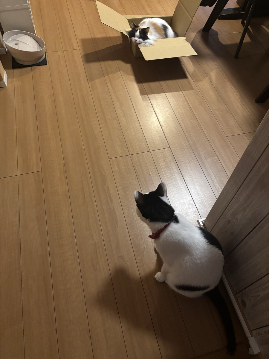 ogimiku's tweet photo. やっぱダンボールの方が気に入った🐈
羨ましそうにみてるミーニャ🐈‍⬛ https://t.co/4bb0apHttx