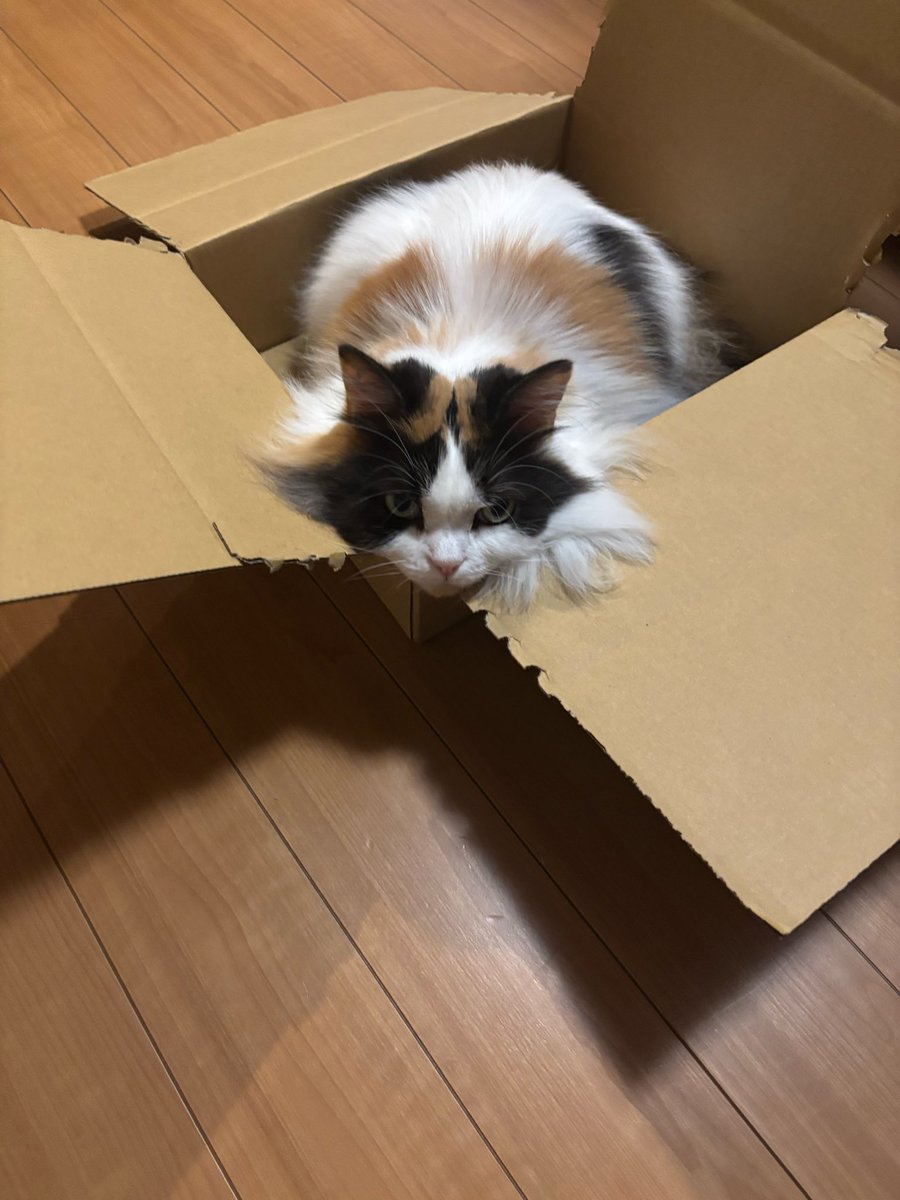 ogimiku's tweet photo. やっぱダンボールの方が気に入った🐈
羨ましそうにみてるミーニャ🐈‍⬛ https://t.co/4bb0apHttx