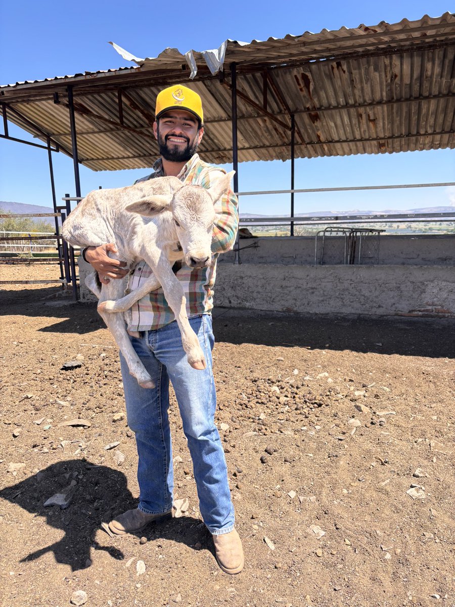 JimenezJetro's tweet photo. 🐄❤️

#ganado #jalisco https://t.co/mui4DEivbn