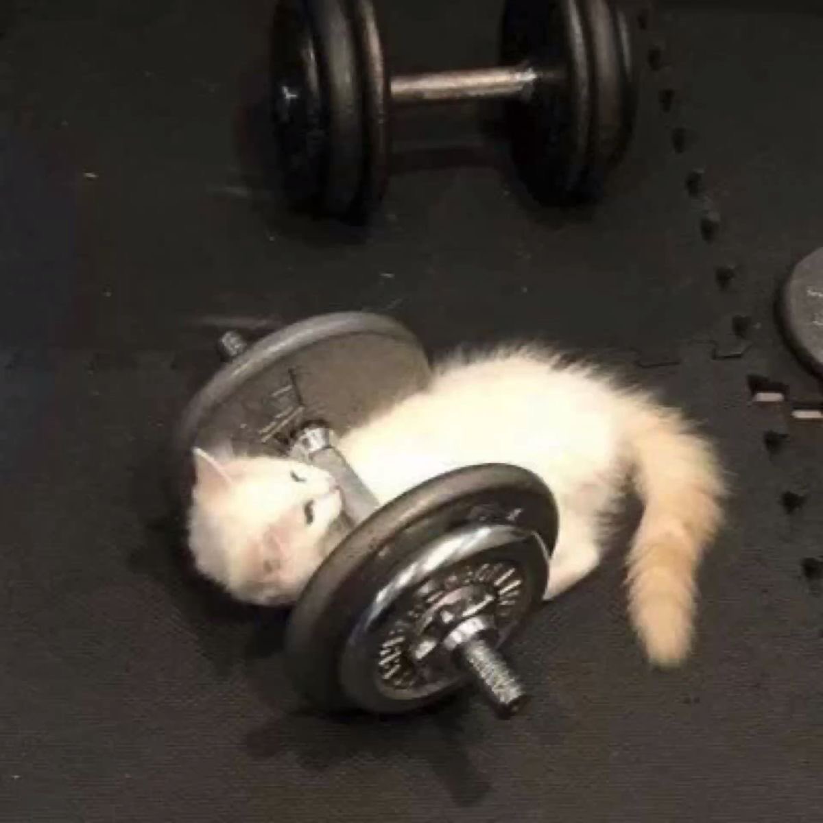 rxheartz's tweet photo. Me vine al gym, ya de ahí entrego en el rol. https://t.co/J644bjYbwn
