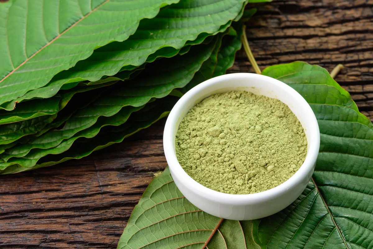 kraatje247's tweet photo. Green Malay continues to be one of my go-to choices. Smooth, balanced, and reliable for staying focused and productive throughout the day. Sometimes the classics earn their reputation for a reason.
#kratom #kratomcommunity #plantmedicine #botanical https://t.co/EQSYH2bRHI