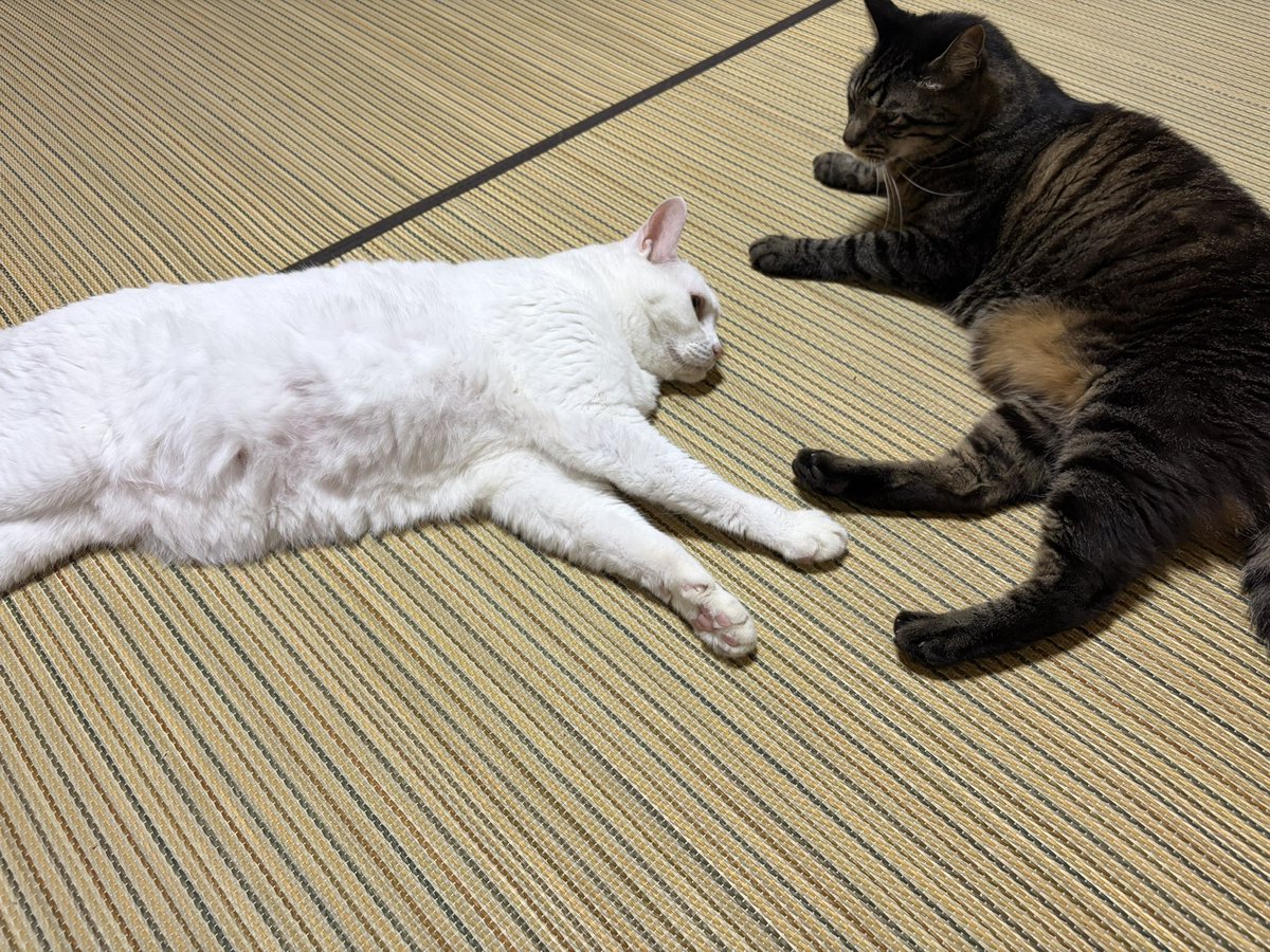 sasami_0141's tweet photo. でん https://t.co/tu2FC2TQBU