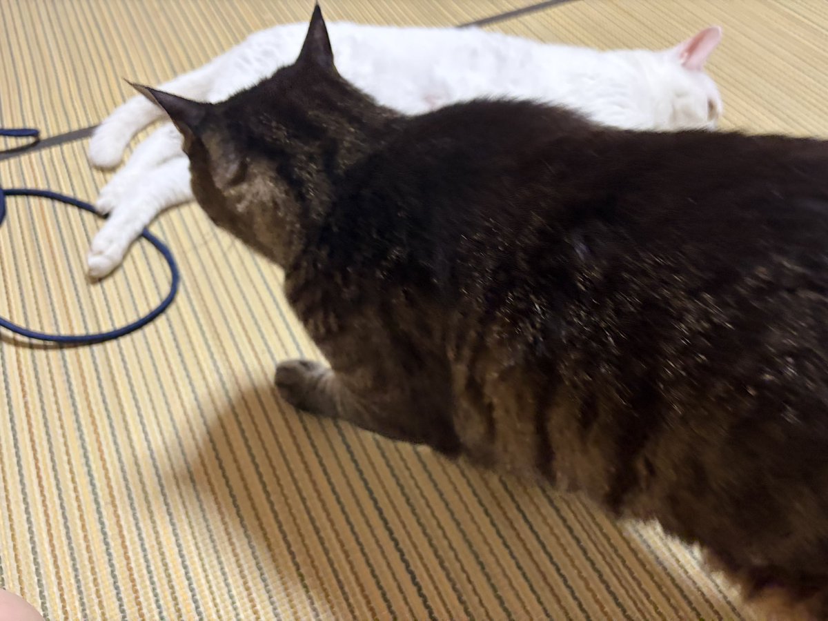 sasami_0141's tweet photo. でん https://t.co/tu2FC2TQBU
