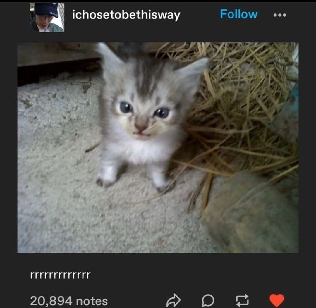 CatPosted's tweet photo. https://t.co/HBmKgluIY0