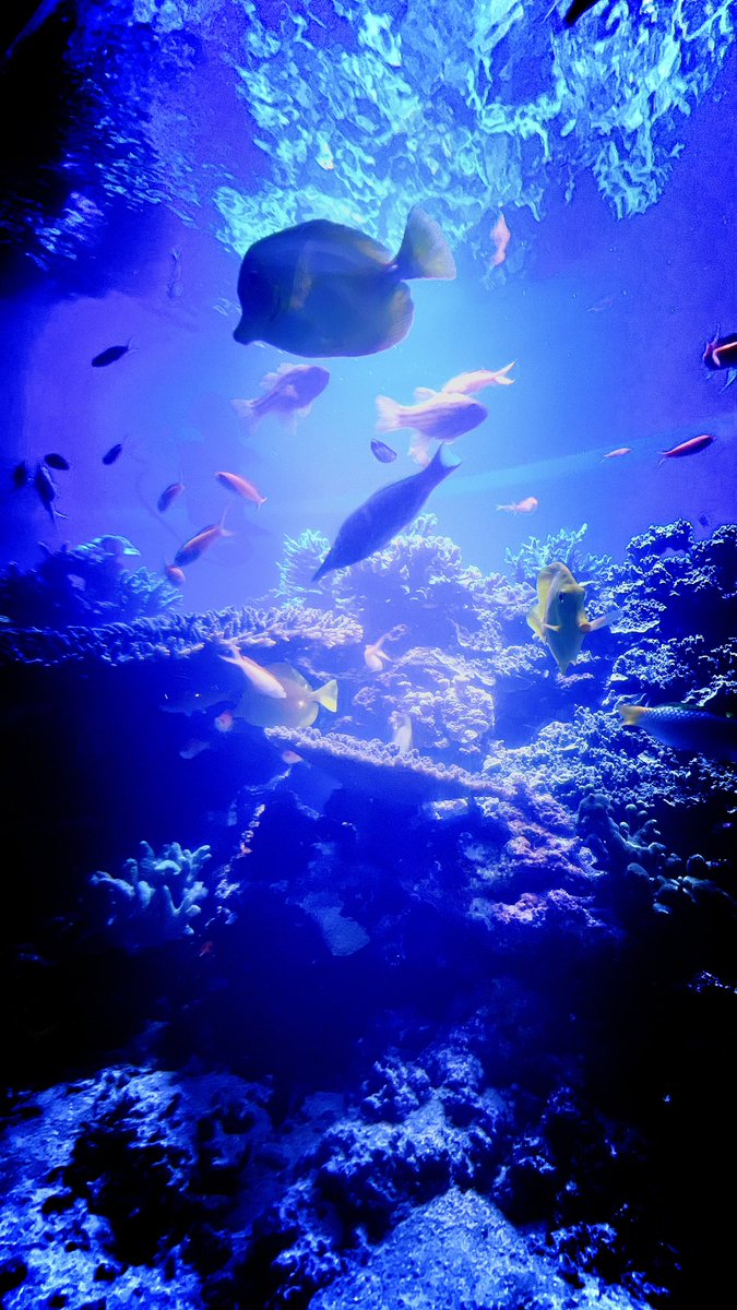 Hakka8L_t's tweet photo. 人魚の安定に本気で夢を見ておりまして https://t.co/x94ldQesUF