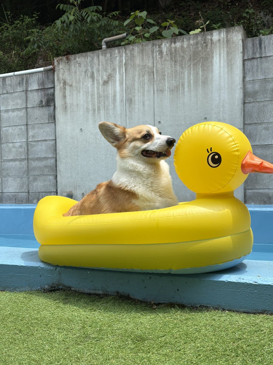 soy_lateeeee's tweet photo. 夏！！！！

#corgi #コーギー #dog #コーギーのそいくん #犬のいる生活 https://t.co/EQo9veiOKc