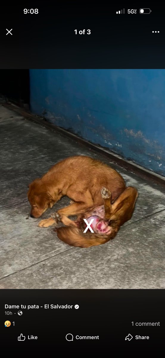 ThePit35684's tweet photo. @suecallejas Eh aqui un ejemplo de como ser un mejor ser humano. Necesitamos leyes , leyes para estas criaturitas de Dios que deambulan y que son abusadas y mal tratadas. Ustedes pueden pero se ve que no quieren…
https://t.co/rJhFqqvjZH https://t.co/cEz9B1gfXO