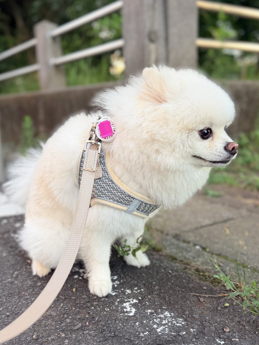 InosukeWorkout's tweet photo. シーズン2
159日目
体重4.5kgと63.7kg
立ちコロ20回 https://t.co/wMoUwsFtdW