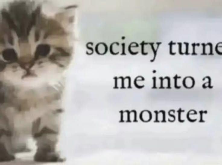 CatPosted's tweet photo. https://t.co/9fsUYySadT