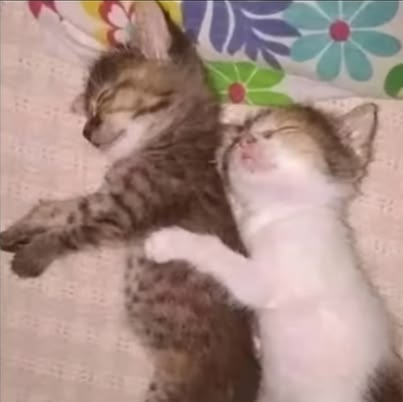 CatPosted's tweet photo. https://t.co/MGx0JPhPAR