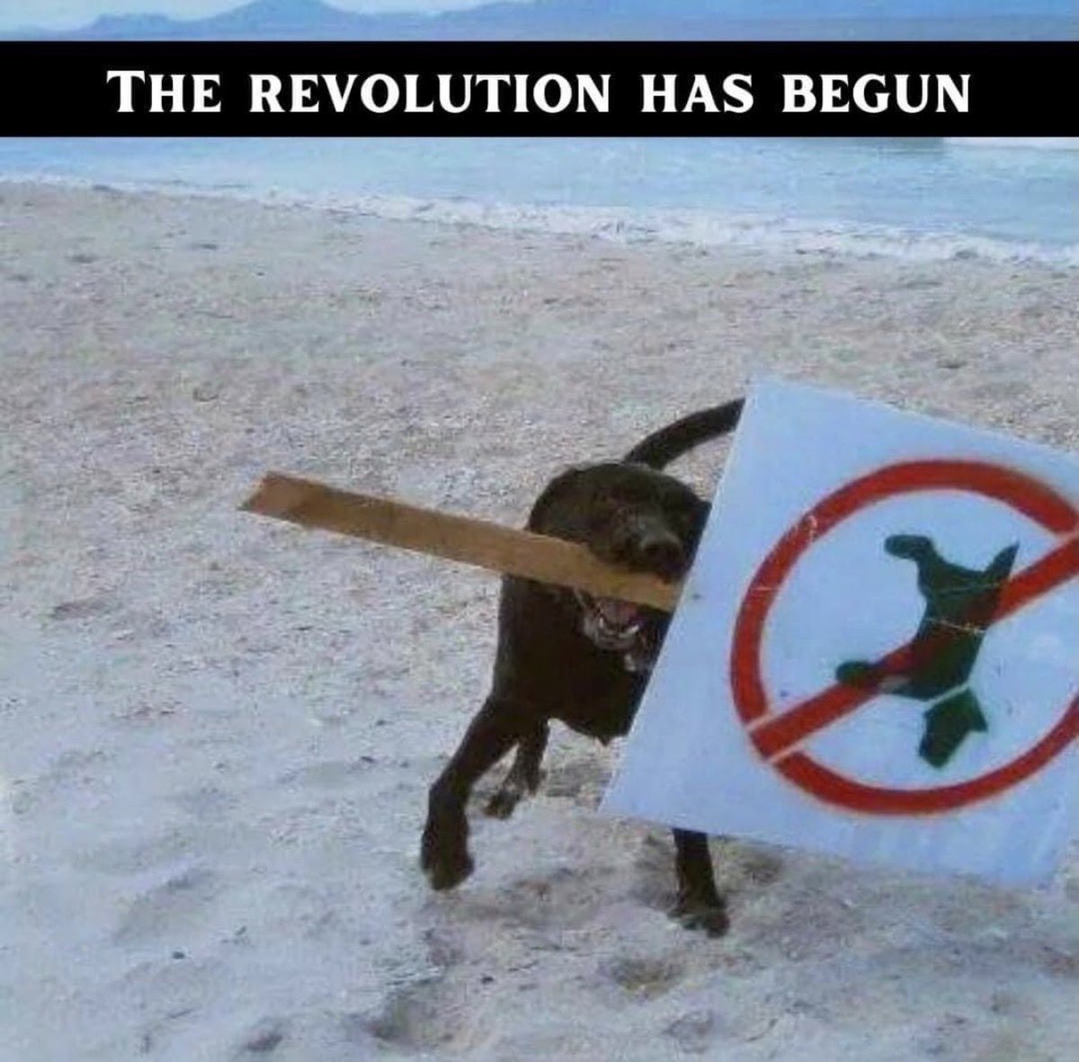 amitylee13's tweet photo. Become ungovernable. https://t.co/tIlMUiTvmC