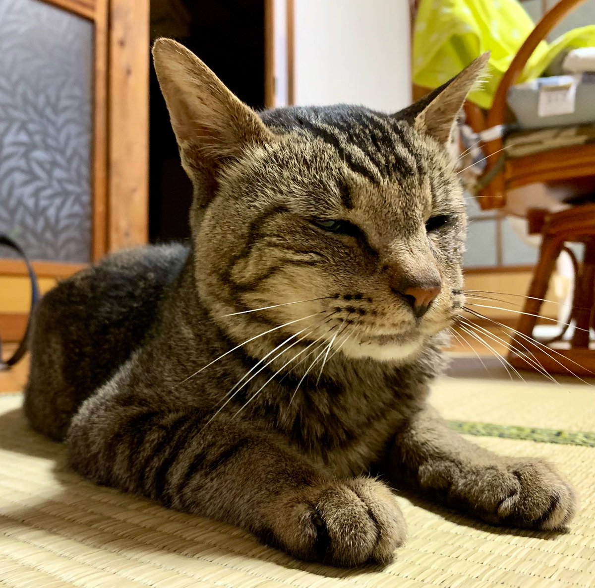 NFsOwSq16VMyjsK's tweet photo. おやつ待ちわびスフィンクス https://t.co/jqV9Zb2JJo