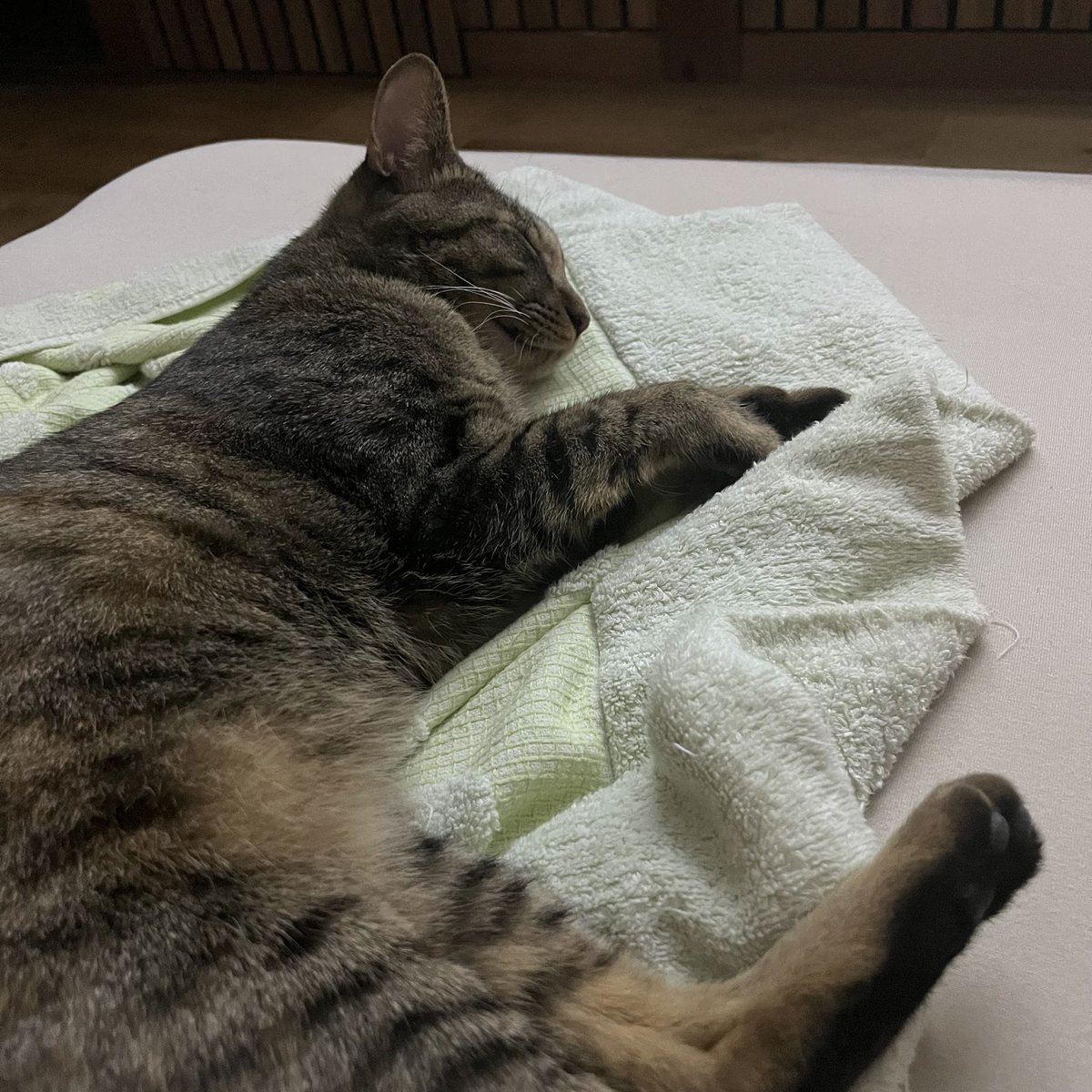 shupippip's tweet photo. 本日2回目のシュピです。お納めください。
#キジトラ #猫のいる暮らし #キジトラ好きさんと繋がりたい #猫好きさんと繋がりたい https://t.co/FFjUixQbgA