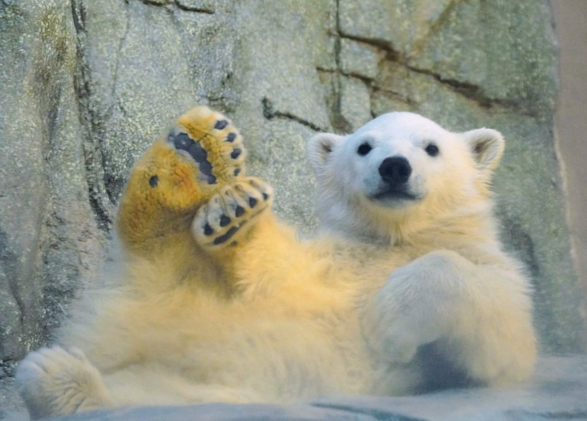 bigcatslover17's tweet photo. モモ太君、悩殺ポーズ？
#男鹿水族館ＧＡＯ
#ホッキョクグマ
#モモ太
#polarbear https://t.co/8siVZQLpOw