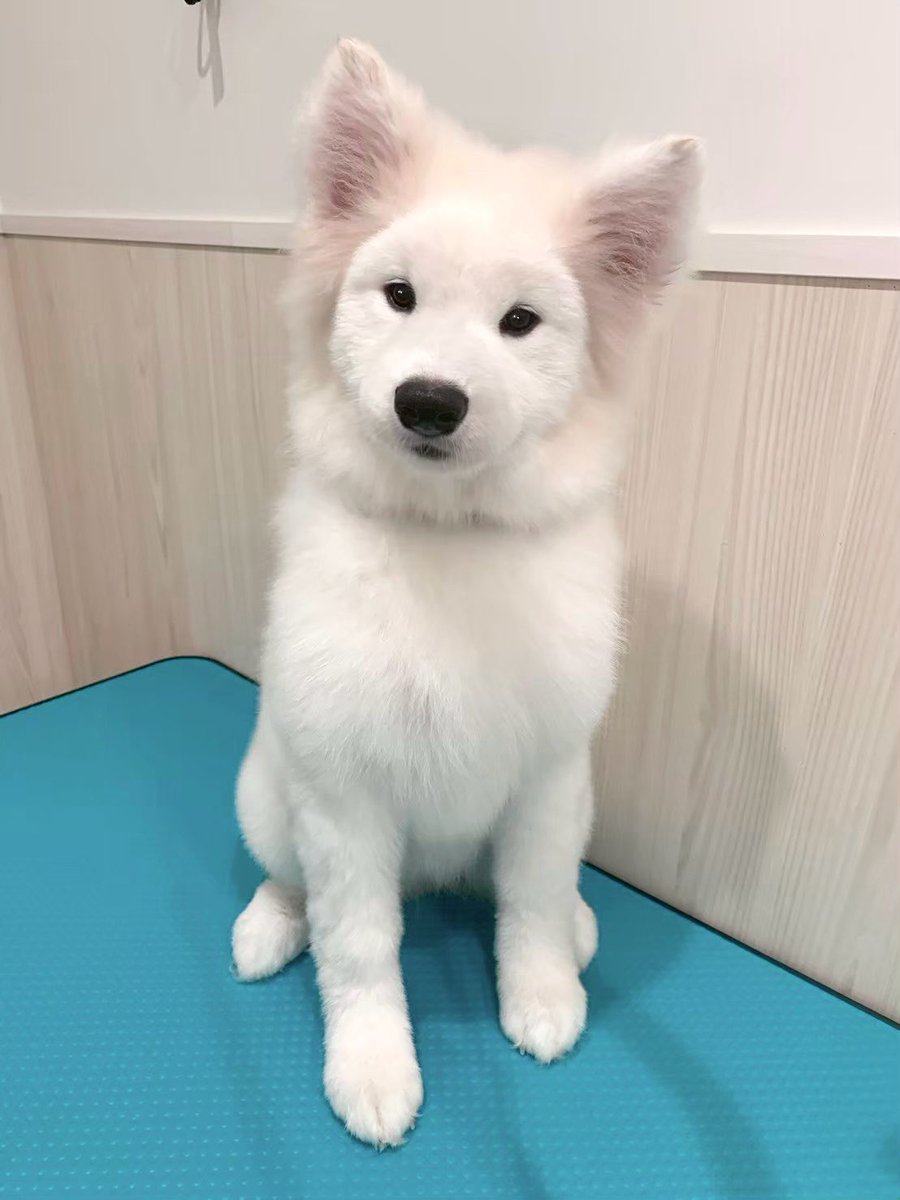 samoyed_cafe's tweet photo. 子犬の毛が大人の毛へと生え変わる時期だけ、着ぐるみを着てるように見える良さがあります https://t.co/ZpoqeUcvHI