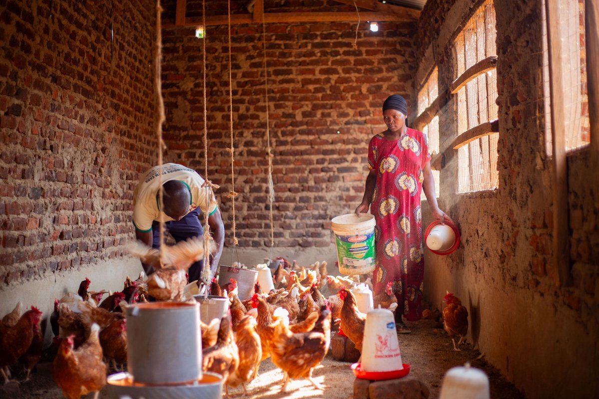 Heifer_Uganda's tweet photo. Bashir and Salima Kisambira from Iganga are among the many participants we are working with to improve productivity and explore new opportunities in agriculture.

Their poultry farm has helped them put food on the table, purchase a cow, and build a home.

#HeiferUganda https://t.co/3YOJseM2Ij
