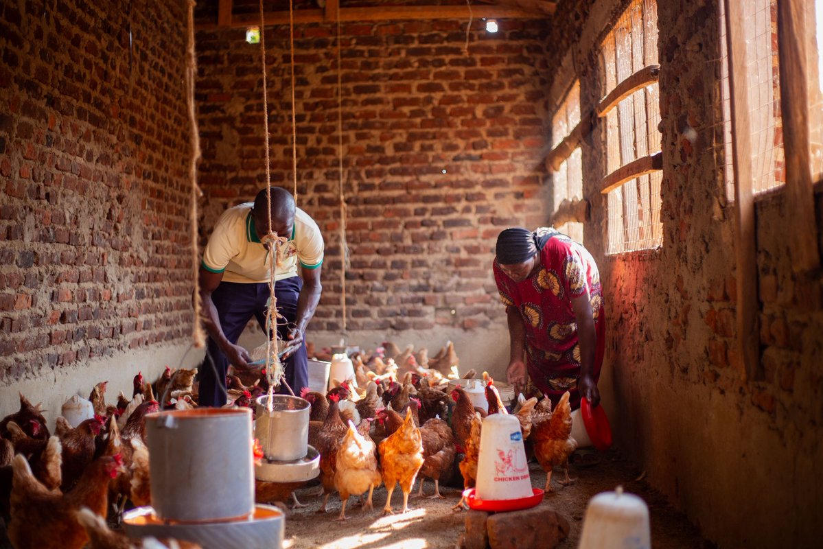 Heifer_Uganda's tweet photo. Bashir and Salima Kisambira from Iganga are among the many participants we are working with to improve productivity and explore new opportunities in agriculture.

Their poultry farm has helped them put food on the table, purchase a cow, and build a home.

#HeiferUganda https://t.co/3YOJseM2Ij