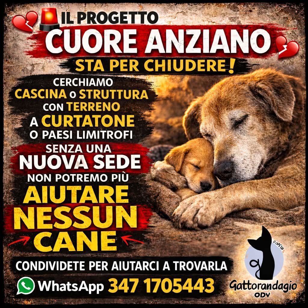 zampa_qua's tweet photo. STRAURGENTISSIMO 🆘🆘🆘🆘🆘🆘🆘☎️3471705443🐕😔🙏PROGETTO CUORE ANZIANO ha bisogno di noi ,si cerca Cascina o struttura con terreno.AIUTIAMO I NOSTRI AMICI PELOSI 🐕🐈 #4voiceless #cane #emergenza #cascina #terreno #curtatone #randagio https://t.co/EKsQWBOZq4