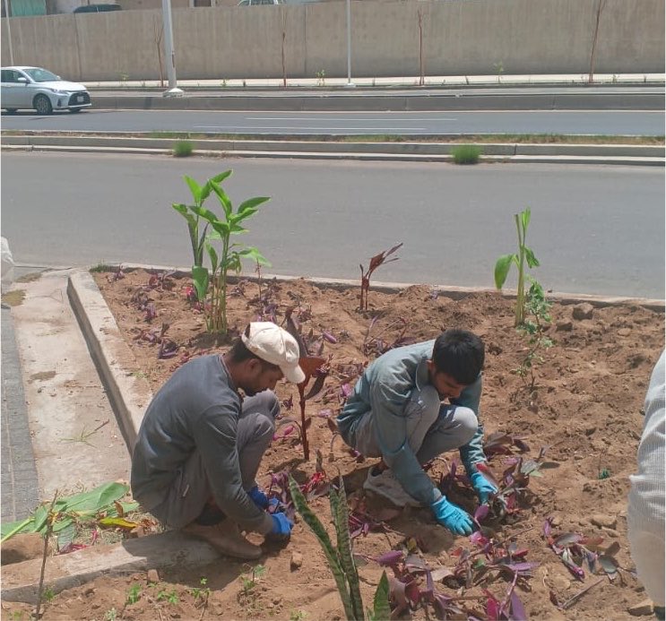 asirmunicipal's tweet photo. في كل مشروع، نحرص على أن يكون التشجير عنصرا أساسيًا؛ لأننا نؤمن بأن المساحات الخضراء هي الأساس في صناعة أماكن أكثر جودة، وبيئات حضرية تعزز جودة الحياة
#أمانة_عسير https://t.co/P4OC6srXAx