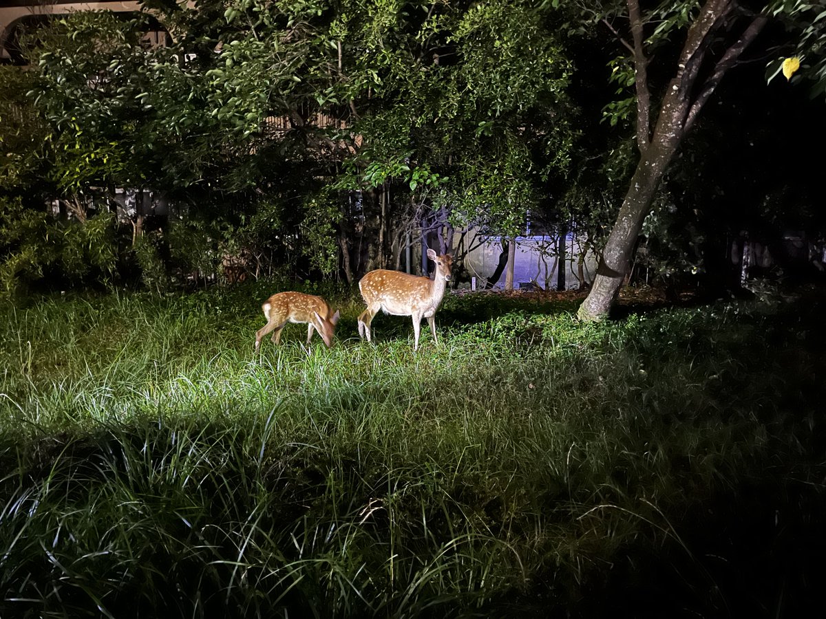 ya_ay_l's tweet photo. 琵琶湖花火観に行ってきました🎇
帰りに鹿の親子🦌 https://t.co/GWrIUNzhdS