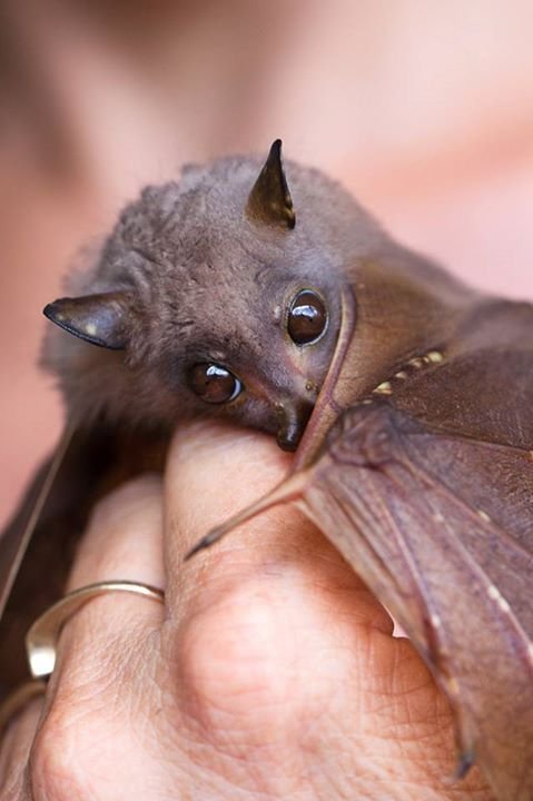 batincrisis tweet picture