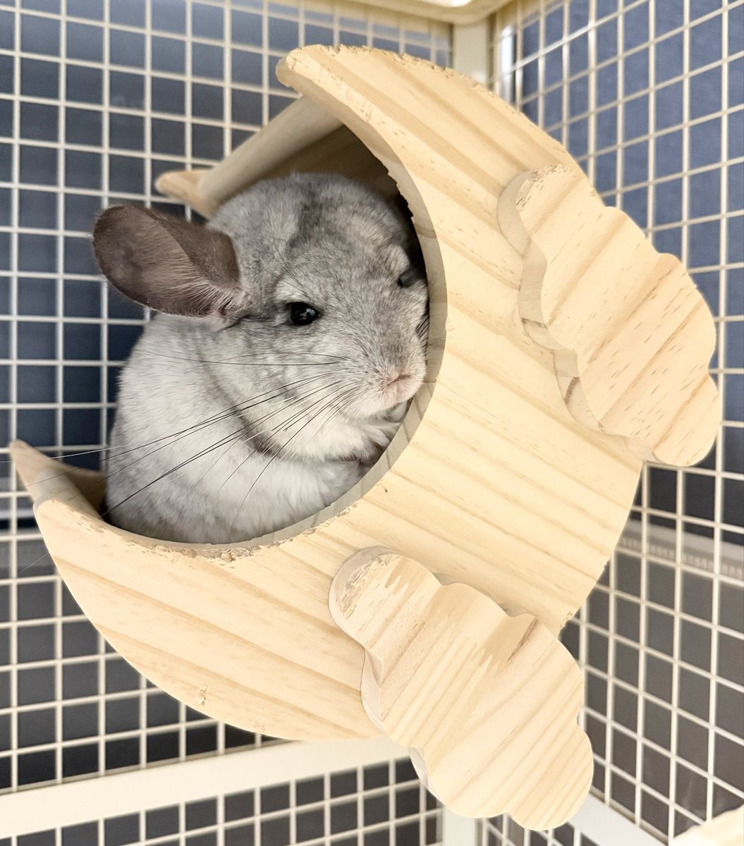 mwuwzl's tweet photo. チラッ

#チンチラ
#chinchilla https://t.co/RhTV4XqjMc
