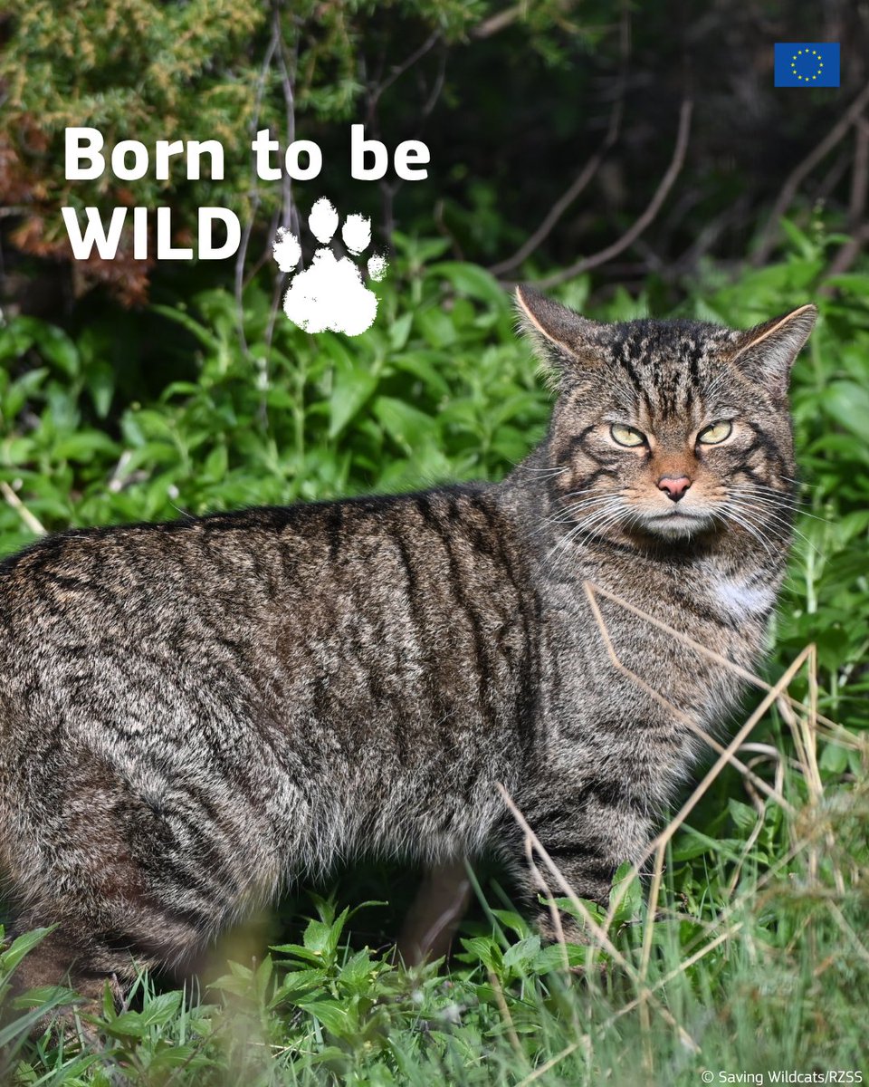 EU_ENV's tweet photo. Happy #InternationalCatDay to all cats, domestic and wild! 🐈

The Scottish wildcat, once widespread, is now on the brink of extinction.

The #LIFEProject @SaveOurWildcats is working to reverse the decline of Scottish wildcat populations 👉 https://t.co/lTSJMTyYRw https://t.co/qqf7YTm7Is
