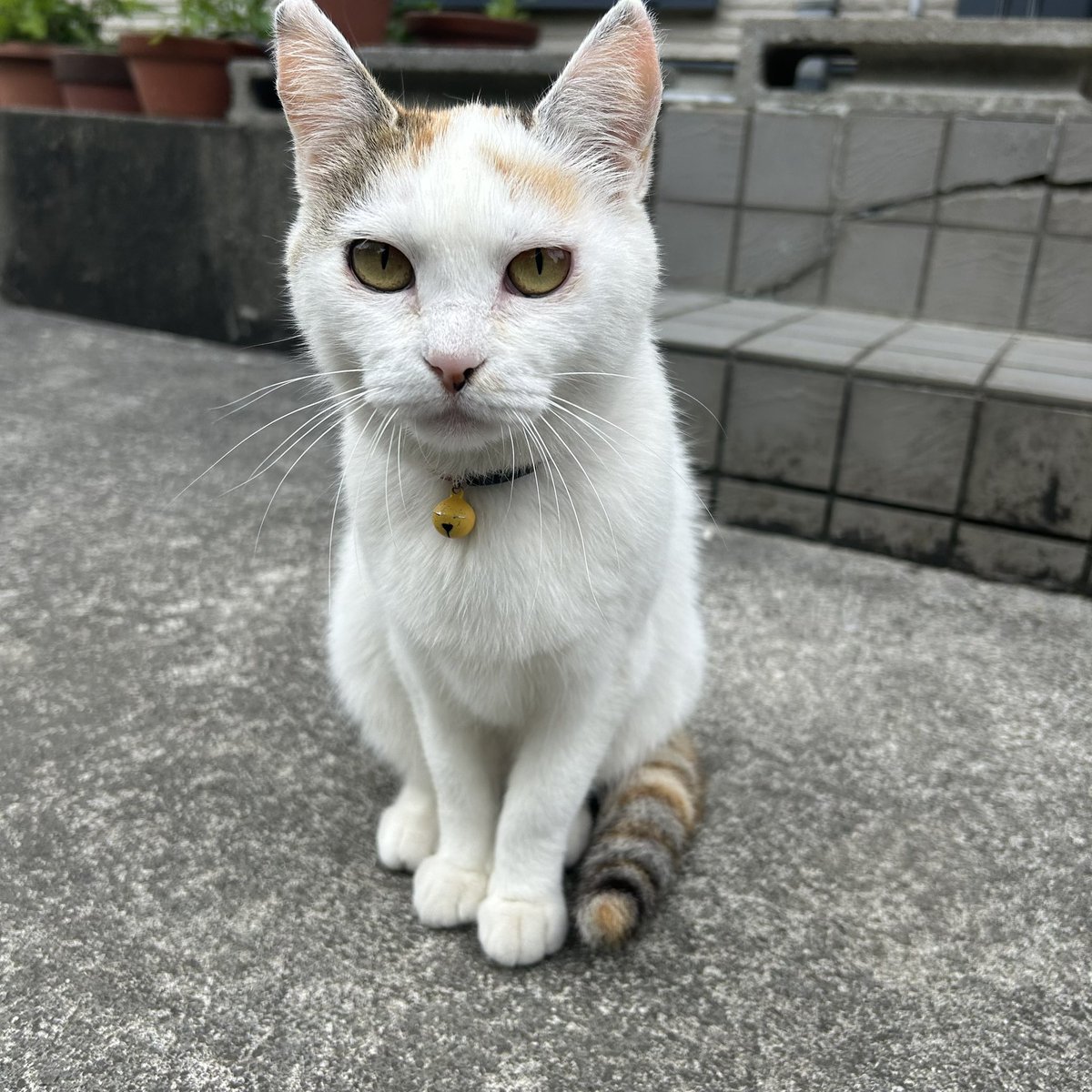 KT__04LS's tweet photo. @SiM_Official #SiMねこ盤
黄色の鈴つけたにゃんこ🛎️💛 https://t.co/mhSAy9d3v9