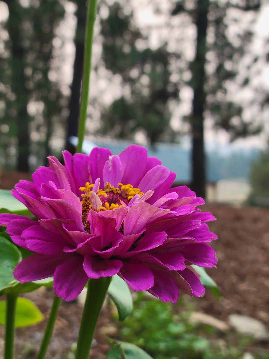 carmenpeone's tweet photo. zinnia stands strong
her purple resilient, tough
survived smoke and heat
#modritefire #haiku #hope https://t.co/pucpcnzCEf