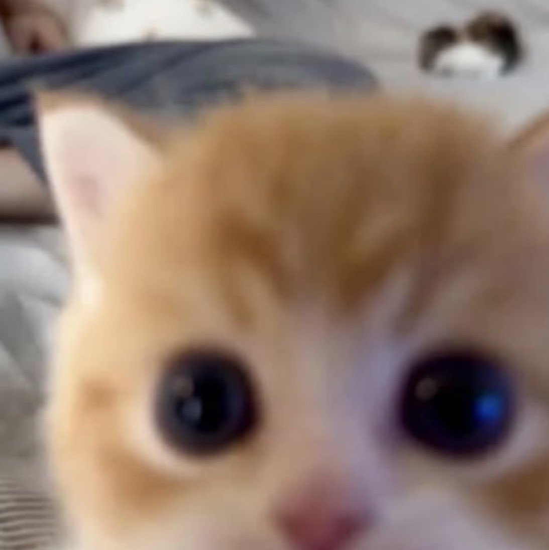 cat_umm's tweet photo. https://t.co/YLbQUkPyK3